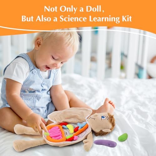 Vocheer Human Body Anatomy Toy, Montessori Preschool Educational Plush - Image 2