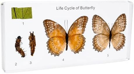 Life Cycle of Common Insect Specimen, Resin Collection Science Toys for Kids Aged 3-12 (Butterfly) by EJLIFEBOX