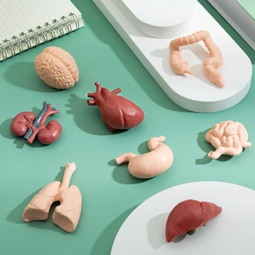 Liberty Imports 8 PCS Human Organs Toy Body Parts Figurines - 3D Mini Anatomy Model Realistic Teaching Prop - Brain, Heart, Lung, Liver, Stomach, Intestines, Kidney for Kids - Image 3