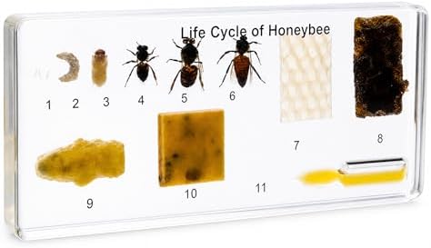 Life Cycle of Common Insect Specimen, Resin Collection Science Toys for Kids Aged 3-12 (Honeybee) by EJLIFEBOX