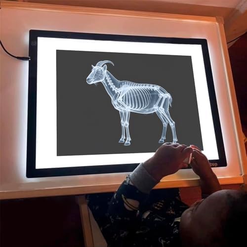 16 Animal X-Ray Set, Educational Science Kit for Kids to Explore Bone Structures for Lightstand Accessories, Light and Shadow Areas (Farm Collection) - Image 6