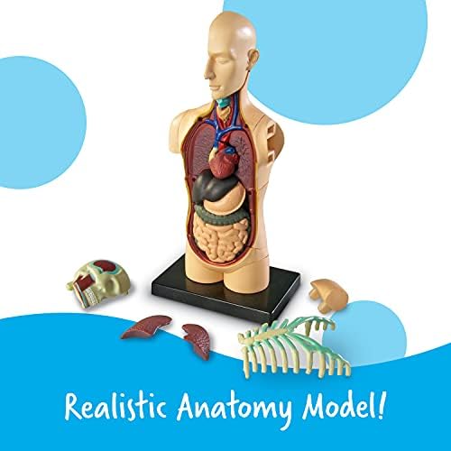 Learning Resources Human Anatomy Model Body - Image 2