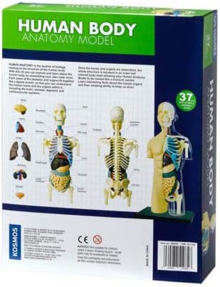 Thames & Kosmos 260830 Human Body Anatomy Model Toy, Multi - Image 2