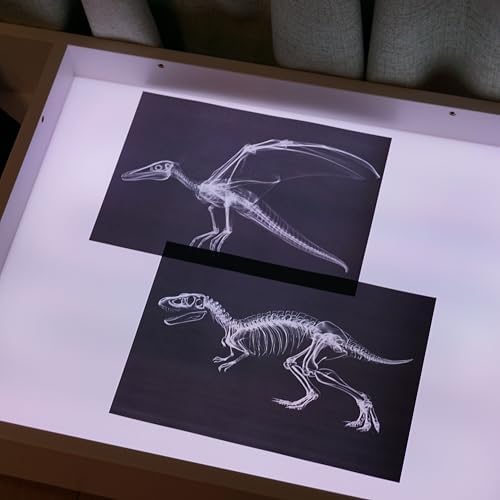 Animal X-Ray Set, Educational Science Kit, Light Table Accessory for Children (Dinosaurs) - Image 4
