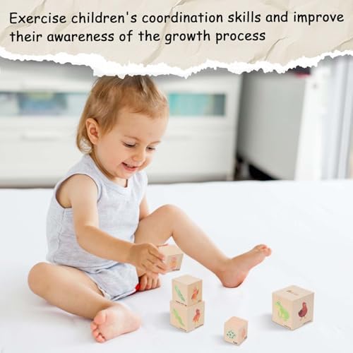 Adena Montessori 5-Piece Life Cycle Toy Set, 3-6y - Image 5