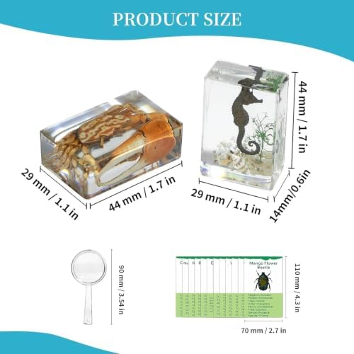 12Pcs Marine Specimen Set in Resin – Real Taxidermy Sea Creatures Collection with Magnifier for Marine Biology Decor, Display & Ocean Lovers Gift - Image 2