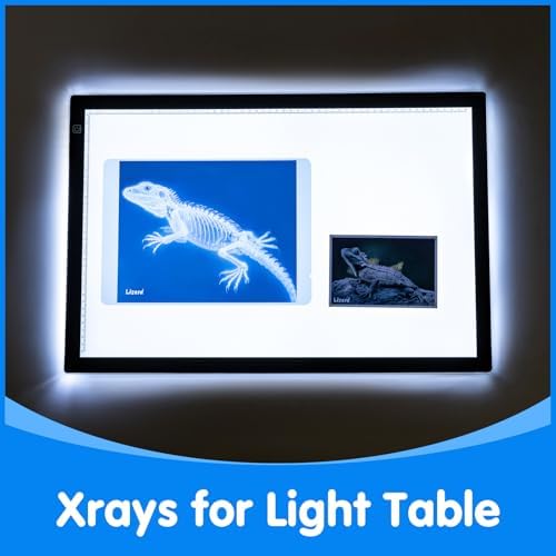 Pet Series Animal Xrays for Kids - Light Table Manipulatives - Image 4