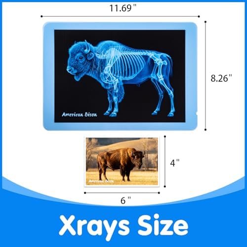 15 Pcs Zoo Animal Xrays for Kids - Light Table Manipulatives - Image 4