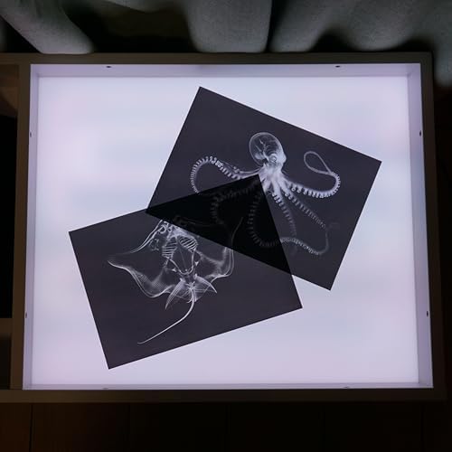 Animal X-Ray Set, Educational Science Kit, Light Table Accessory for Children (Sea Animals) - Image 3