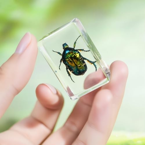 12Pcs Insect Specimens Set, Real Insect Taxidermy in Resin Specimens with Magnifier & Info Cards, Unique Science Classroom Science Education Animal Specimens, Bug Preserved, Oddities, Biology - Image 4