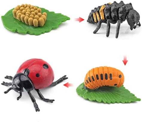 Montessori Life Cycle Animal Figures with Flash Cards, Lifelike Animal Growth Cycle Biological Model Set (Ladybug) - Image 6