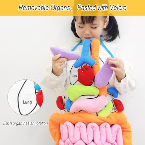 vocheer 3D Organ Apron, Anatomy and Physiology Human Body Model for Kids - Image 6