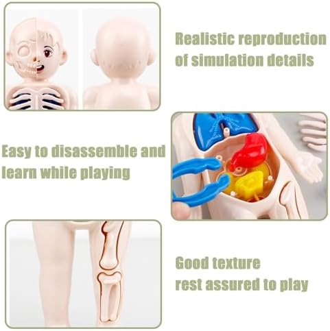 Anatomy Model, Human Body Model for Kids 7x4 Anatomy Organs Detachable Human Body ABS No Burrs Science Toys Educational for Kids Over 3 Years Old - Image 3