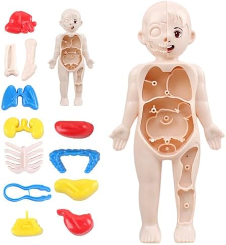 Anatomy Model, Human Body Model for Kids 7x4 Anatomy Organs Detachable Human Body ABS No Burrs Science Toys Educational for Kids - Image 7