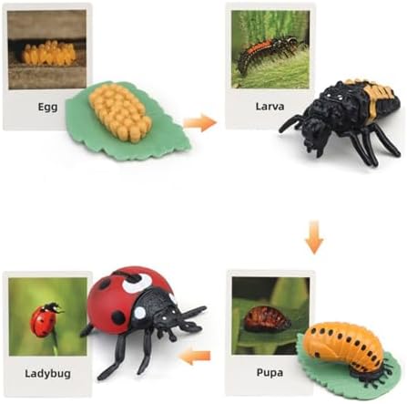 Montessori Life Cycle Animal Figures with Flash Cards, Lifelike Animal Growth Cycle Biological Model Set (Ladybug) - Image 3