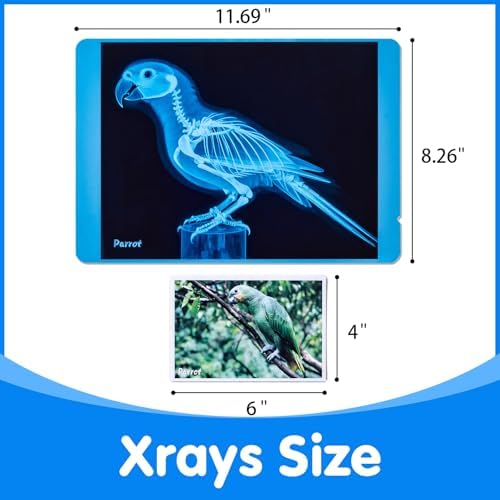 Pet Series Animal Xrays for Kids - Light Table Manipulatives - Image 3