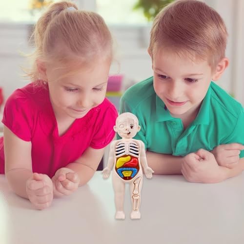 Anatomy Model, Human Body Model for Kids 7x4 Anatomy Organs Detachable Human Body ABS No Burrs Science Toys Educational for Kids Over 3 Years Old - Image 5