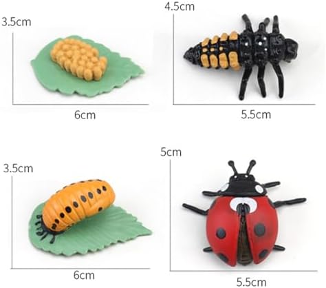 Montessori Life Cycle Animal Figures with Flash Cards, Lifelike Animal Growth Cycle Biological Model Set (Ladybug) - Image 2