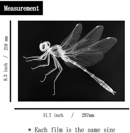 Animal X-Ray Set, Educational Science Kit, Light Table Accessory for Children (Insects) - Image 3