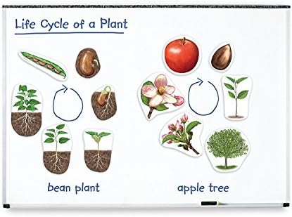 Learning Resources Giant Magnetic Plant Life Cycle - STEM Growing Seed, Montessori Tree , Biology Cards, Classroom Teacher Must Haves Activities, Science Homeschool Essentials, Gifts for Students - Image 4