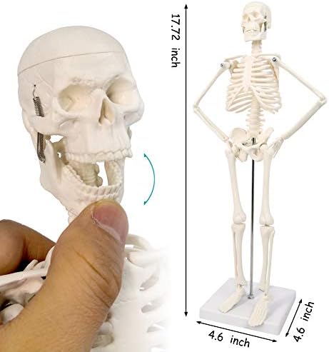 NEW HORIZON 17.7“ Human Skeleton Model for Anatomy,Movable Arms Legs Bones Structures,Whole Spine Ribs Skeleton Model,Suitable for Study Display Artificial Limbs for Medical Instruction Purposes - Image 6