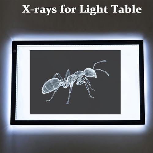 16 Animal X-Ray Set, Educational Science Kit for Kids to Explore Bone Structures for Lightstand Accessories, Light and Shadow Areas (Insect Series) - Image 5