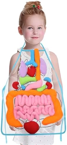 KAKIBLIN 3D Organ Apron,(Upgrade Version) Anatomy Apron Human Body Organs Awareness Educational Toy for Home Preschool Teaching Aid, Transparent by KAKIBLIN