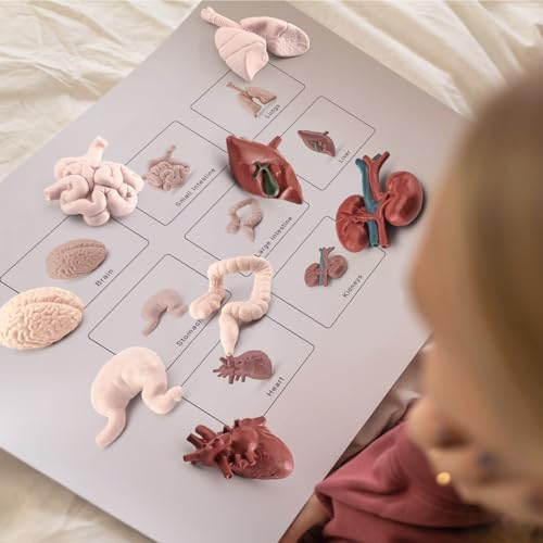 2 Inch 8PCS Human Body Model for Kids Mini Fake Body Parts Sets Human Anatomy Model Anatomy and Physiology Good Tools Students Sciences Learning Kit for Boys Girls Kids - Image 3