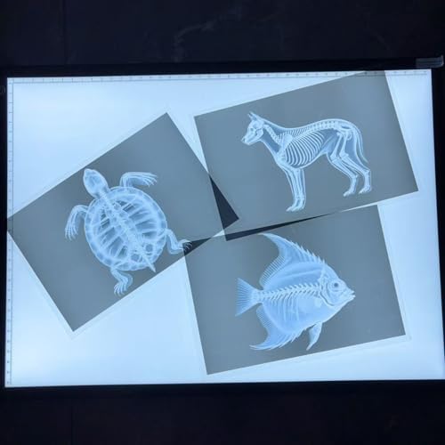 16 Animal X-Ray Set, Educational Science Kit for Kids to Explore Bone Structures for Lightstand Accessories, Light and Shadow Areas (Pets Series) - Image 5