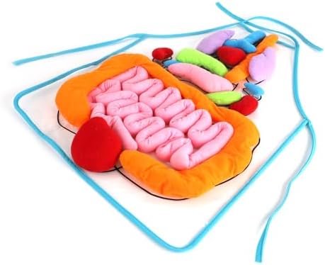 vocheer 3D Organ Apron, Anatomy and Physiology Human Body Model for Kids by vocheer