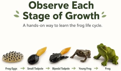 Montessori Life Cycle Animal Figures with Flash Cards, Lifelike Animal Growth Cycle Biological Model Set (Frog) - Image 4