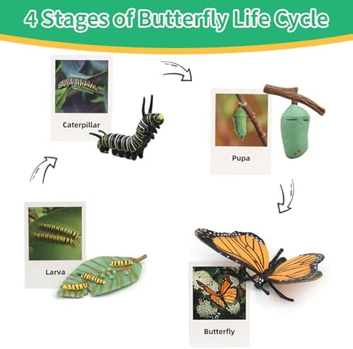 ​Montessori Life Cycle Learning - Montessori Life Cycle Animal Figures with Flash Cards, Plastic Insects Monarch Butterfly Kit Caterpillar Toy for Kids, Realistic Animal Figurines (Butterfly) - Image 3