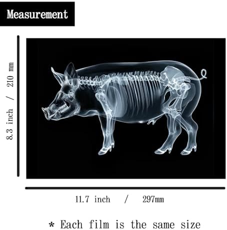 Animal X-Ray Set, Educational Science Kit, Light Table Accessory for Children (Farm Animals) - Image 3