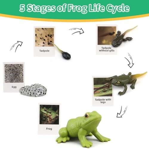 Montessori Frog Life Cycle with Flash Cards, Plastic Tadpole to Frog Kit Toy, Realistic Animal Figurines for Kids (Frogs) - Image 3