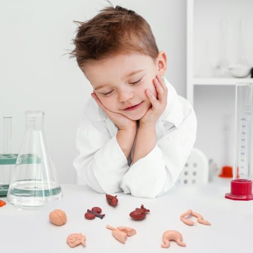 8 PCS Mini Human Body Model for Kids, Human Organ Model Anatomy, Physiology 3D Realistic Study Tools for Students Sciences Class Learn - Image 5