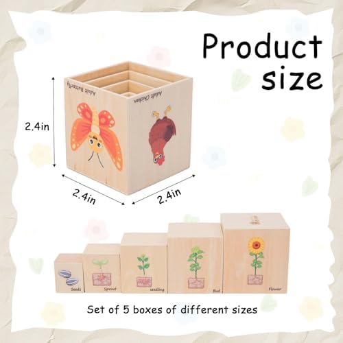 Adena Montessori 5-Piece Life Cycle Toy Set, 3-6y - Image 2