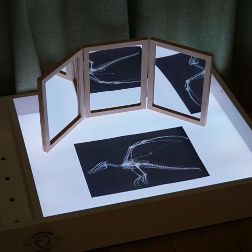 Animal X-Ray Set, Educational Science Kit, Light Table Accessory for Children (Dinosaurs) - Image 2