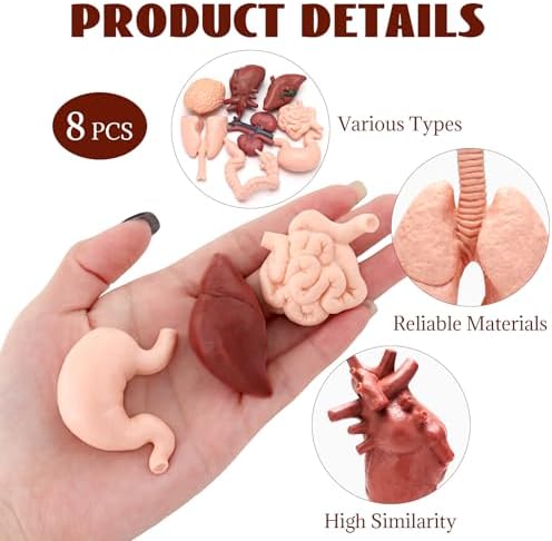 8 PCS Mini Human Body Model for Kids, Human Organ Model Anatomy, Physiology 3D Realistic Study Tools for Students Sciences Class Learn - Image 3