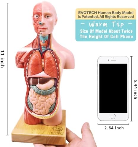 EVOTECH SCIENTIFIC 2026 New Human Body Model for Anatomy, 15 Pcs Removable 11 inch Human Torso Anatomical Model with Heart Head Skull Brain Skeleton, School Medical Education Display - Image 3