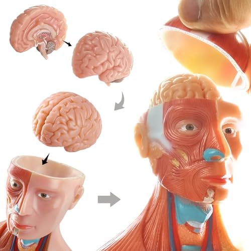 EVOTECH SCIENTIFIC 2026 New Human Body Model for Anatomy, 15 Pcs Removable 11 inch Human Torso Anatomical Model with Heart Head Skull Brain Skeleton, School Medical Education Display - Image 2