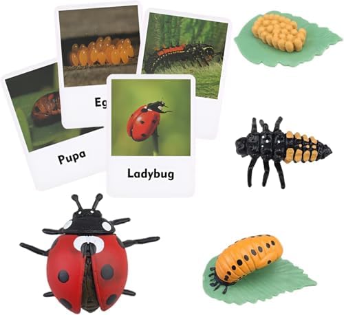 ​Montessori Life Cycle Learning - Montessori Life Cycle Animal Figures with Flash Cards, Plastic Insects Monarch Butterfly Kit Caterpillar Toy for Kids, Realistic Animal Figurines (Ladybug) - Image 2