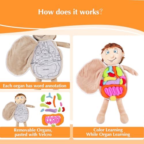 Vocheer Human Body Anatomy Toy, Montessori Preschool Educational Plush - Image 5