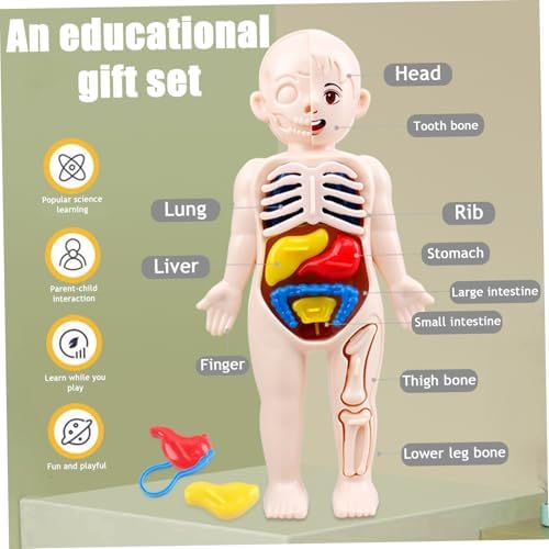 Anatomy Model, Human Body Model for Kids 7x4 Anatomy Organs Detachable Human Body ABS No Burrs Science Toys Educational for Kids - Image 5