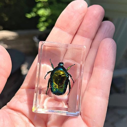 Geoworld 10 Insect Specimens Set - Real Beetles, Scorpions, Crickets in Resin with Magnifying Glass & Booklet - Great for Science Projects - Kids Scientific Educational Toy - Image 6