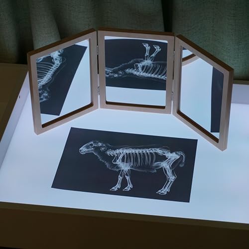 Animal X-Ray Set, Educational Science Kit, Light Table Accessory for Children (Farm Animals) - Image 2