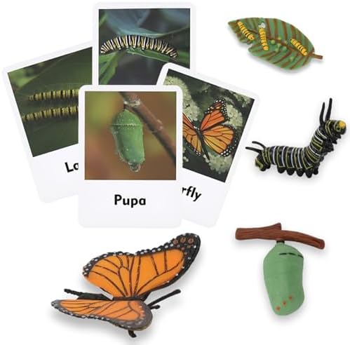 ​Montessori Life Cycle Learning - Montessori Life Cycle Animal Figures with Flash Cards, Plastic Insects Monarch Butterfly Kit Caterpillar Toy for Kids, Realistic Animal Figurines (Butterfly) - Image 2