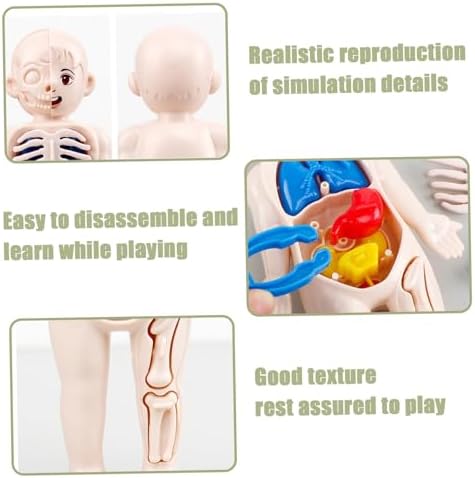 Anatomy Model, Human Body Model for Kids 7x4 Anatomy Organs Detachable Human Body ABS No Burrs Science Toys Educational for Kids - Image 3