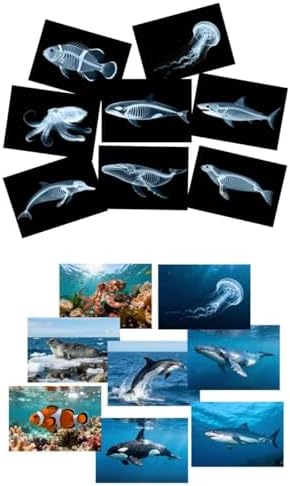 16 Animal X-Ray Set, Educational Science Kit for Kids to Explore Bone Structures for Lightstand Accessories, Light and Shadow Areas (Ocean Series) by Unknown