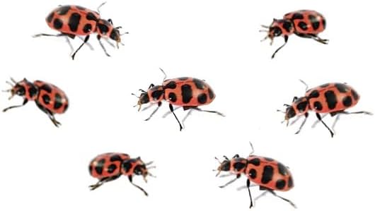 Insect Lore Ladybug Land with Prepaid Voucher - Redeem Voucher for 10-15 Native Ladybug Larvae - Diorama Style Ladybug Habitat for Kids - Observe, Raise, & Release Adult Ladybugs - Image 7