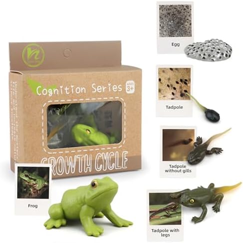 Montessori Frog Life Cycle with Flash Cards, Plastic Tadpole to Frog Kit Toy, Realistic Animal Figurines for Kids (Frogs) by BOTICAKO